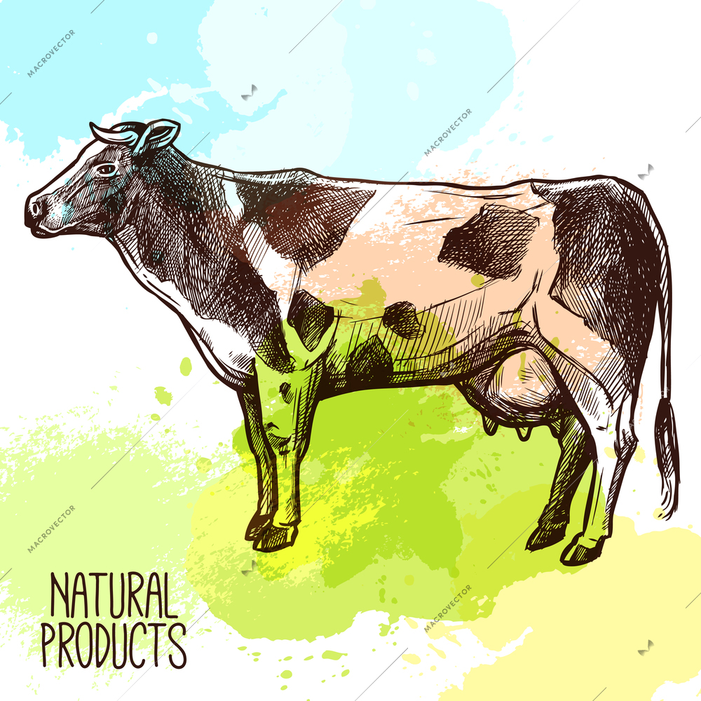 Sketch domestic cow standing with water color splashes on background vector illustration
