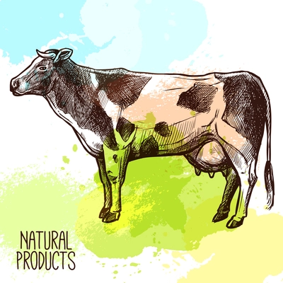 Sketch domestic cow standing with water color splashes on background vector illustration