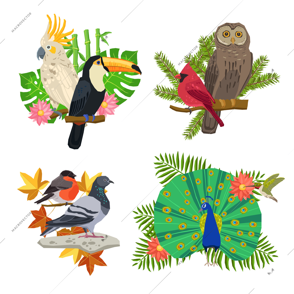 Tropical and forest birds on tree branches with flowers isolated vector illustration