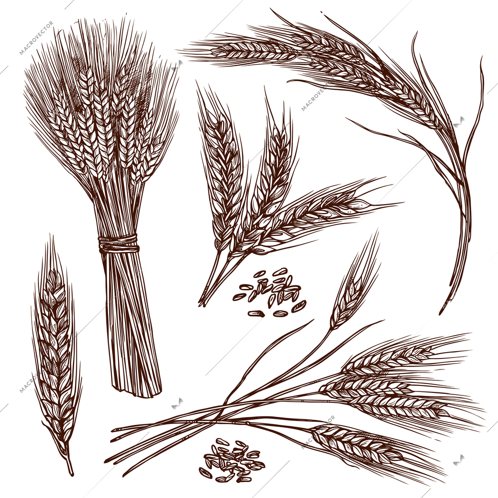 Wheat ears cereals crop sketch decorative icons set isolated vector illustration