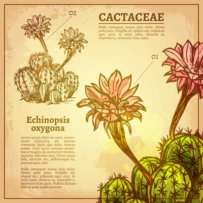 Cactus botanical card with plant latin name on retro style paper vector illustration