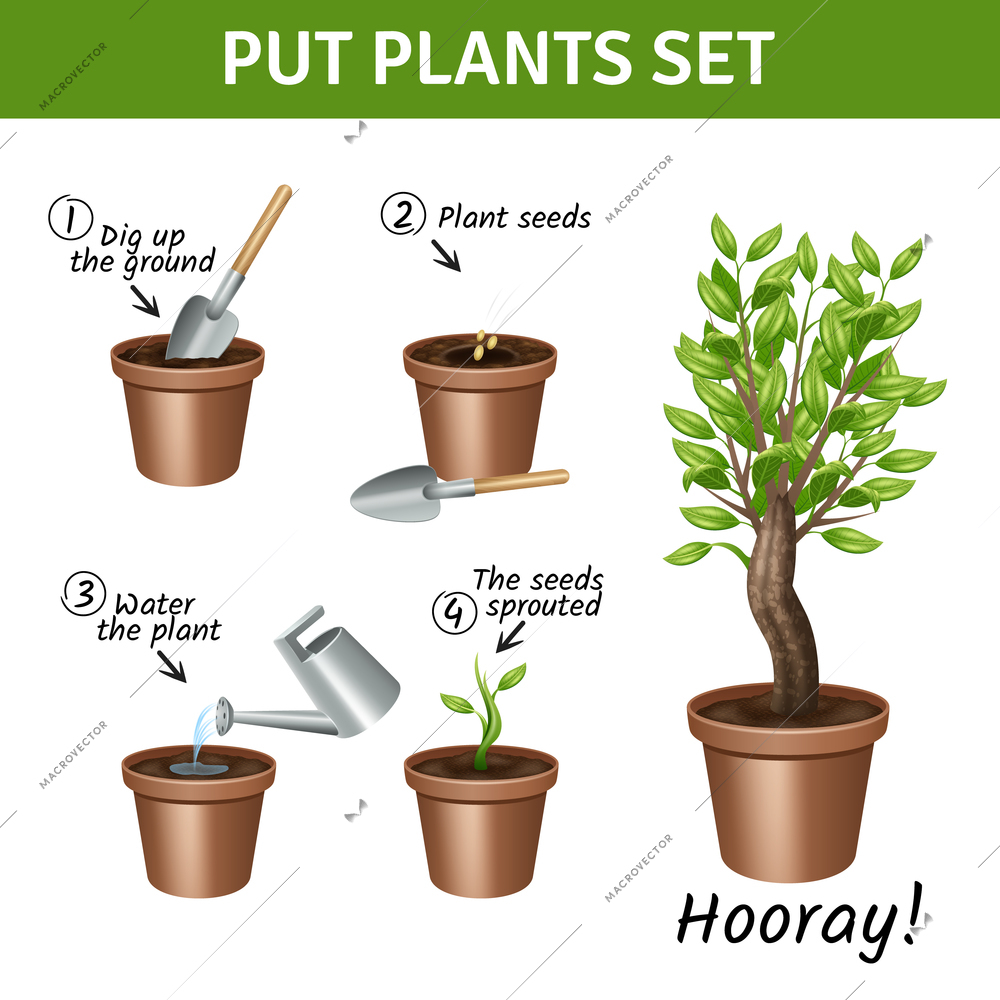 Putting and growing plants instruction with pots water and seeds realistic icons set isolated vector illustration