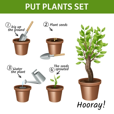 Putting and growing plants instruction with pots water and seeds realistic icons set isolated vector illustration