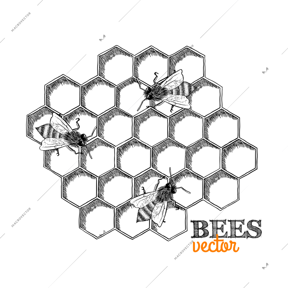 Honey bees and honeycomb isolated vector illustration