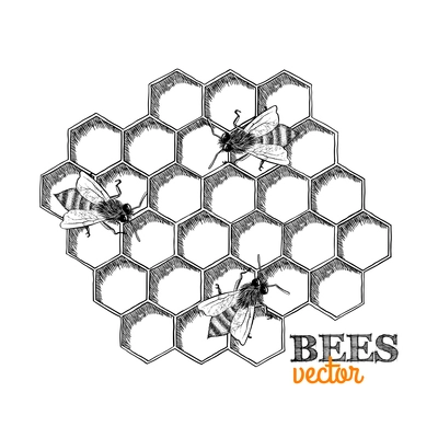 Honey bees and honeycomb isolated vector illustration