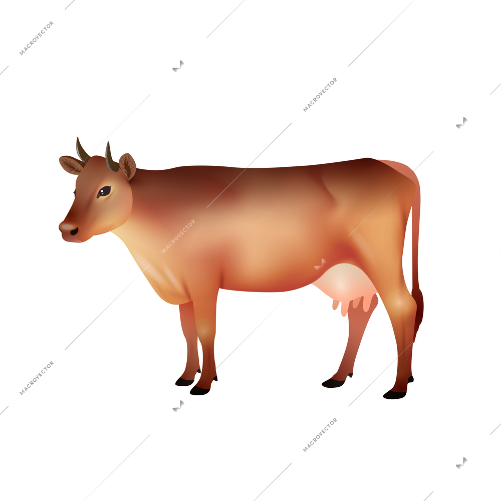 Realistic brown farm cow isolated on white background vector illustration