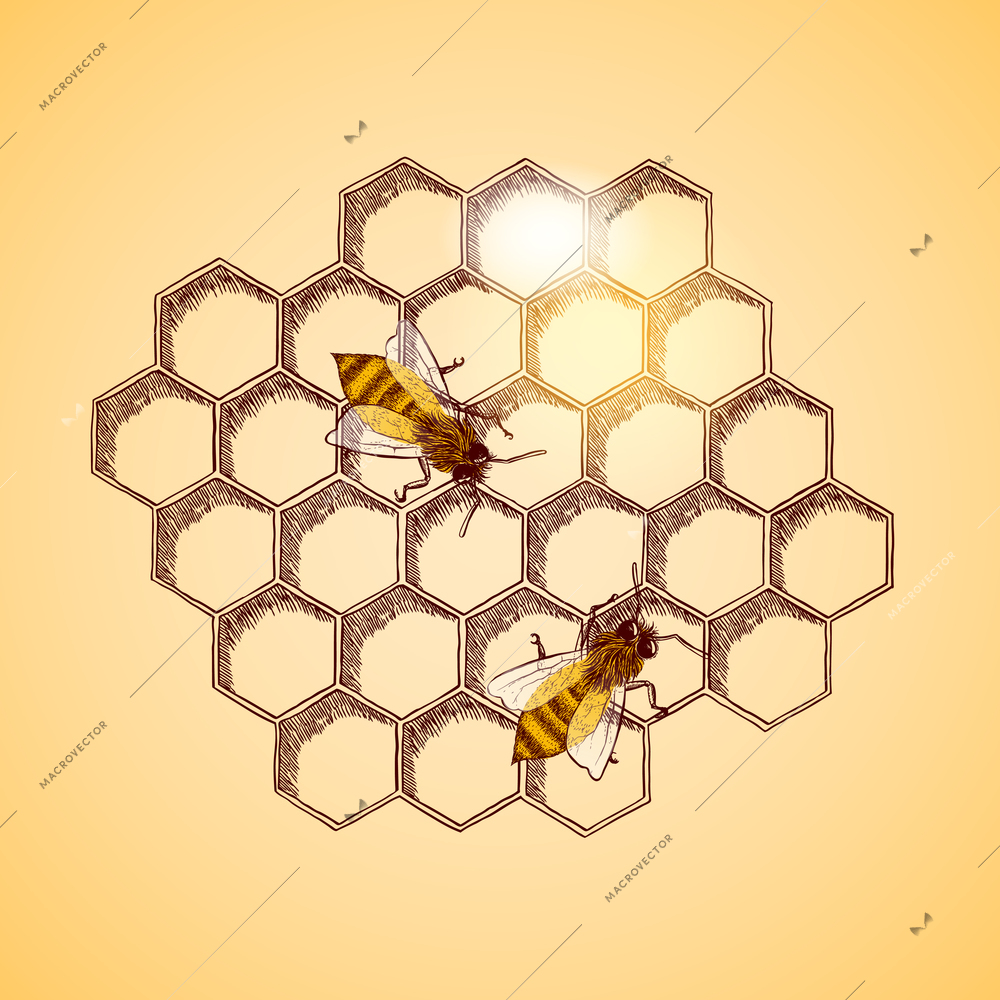 Honey bees and honeycomb background vector illustration