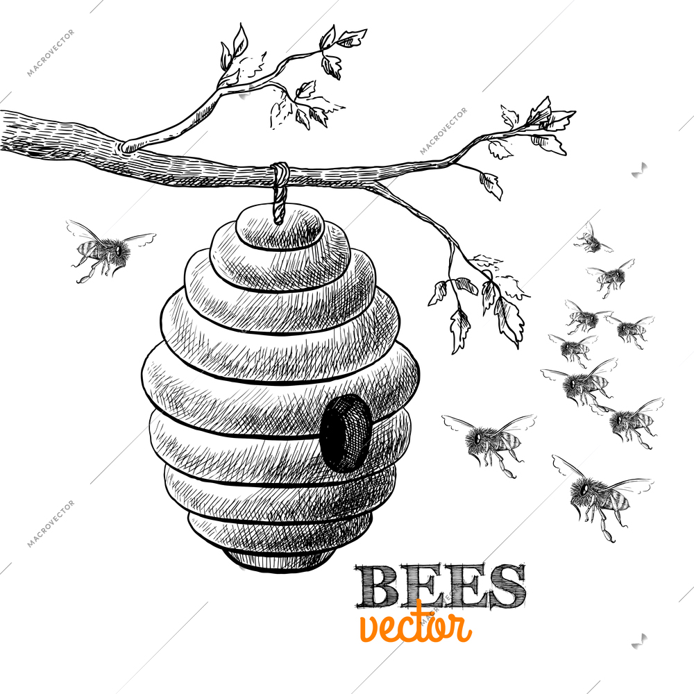 Honey bees and hive on tree branch isolated vector illustration