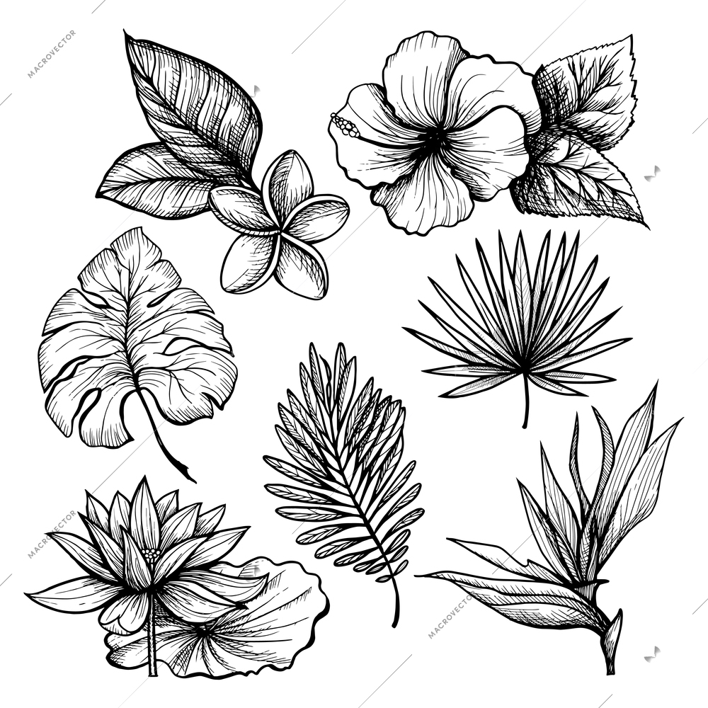 Black and white hand drawn tropical leaves and flowers set isolated vector illustration