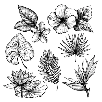 Black and white hand drawn tropical leaves and flowers set isolated vector illustration