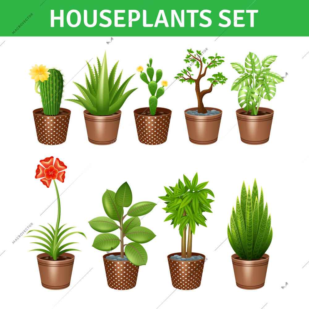 Houseplants realistic icons set with cactus flowers and pots isolated vector illustration