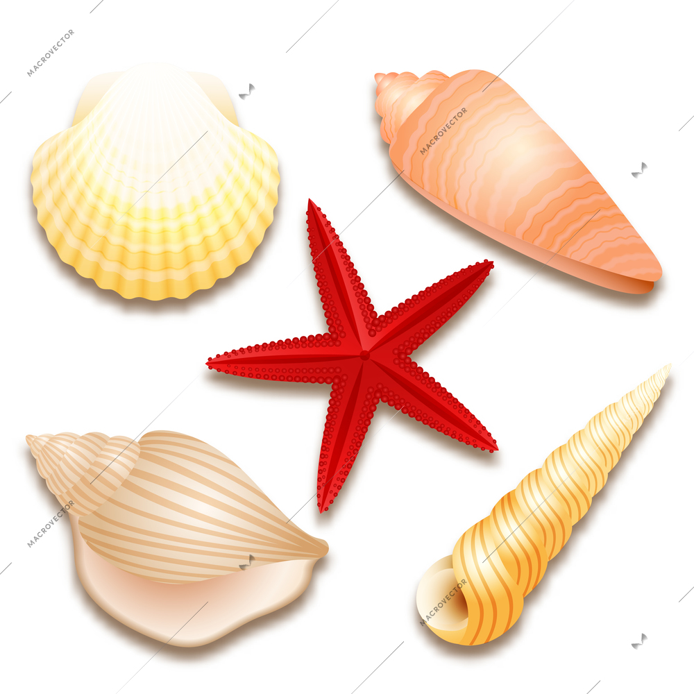 Seashells set and red starfish isolated vector illustration