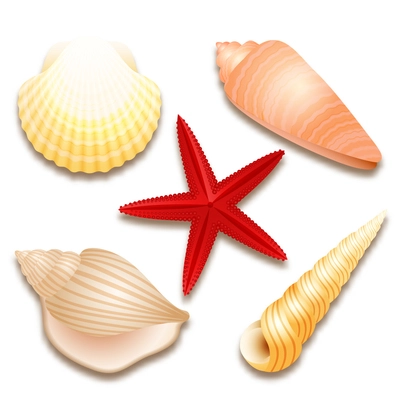 Seashells set and red starfish isolated vector illustration