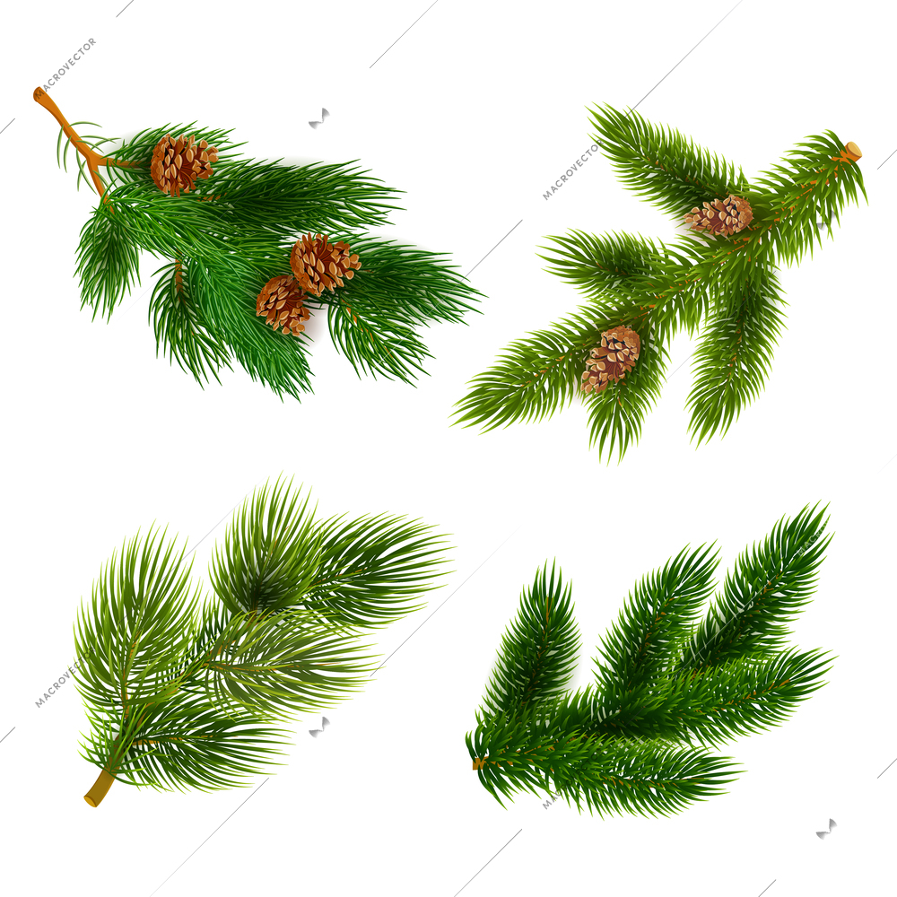 Pine tree branches with cones for chrismas decorations 4  icons set composition banner  realistic abstract vector illustration