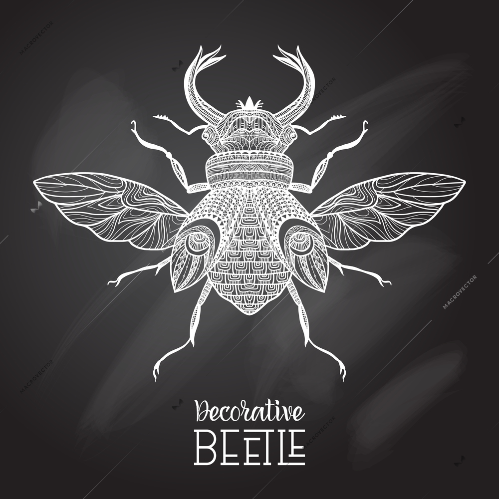 Hand drawn decorative beetle with ornament on chalkboard vector illustration