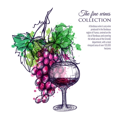 Glass of red wine with grape branch hand drawn vector illustration