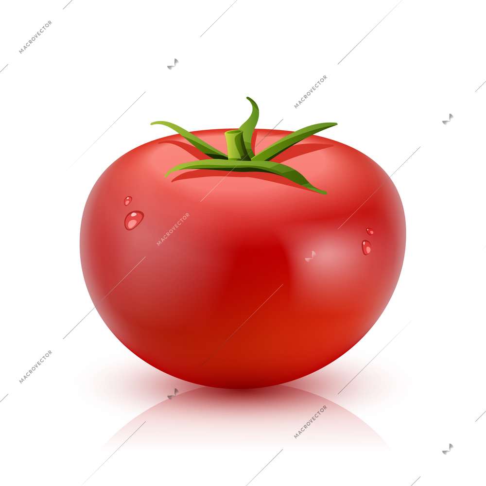 Red ripe tomato with water droplets isolated on white background realistic vector illustration