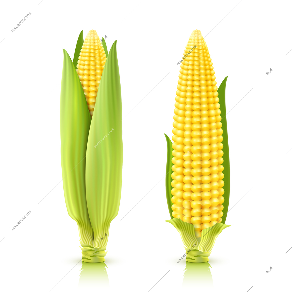 Sweet corn cobs realistic decorative icons set isolated vector illustration