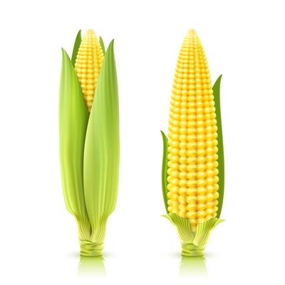 Sweet corn cobs realistic decorative icons set isolated vector illustration