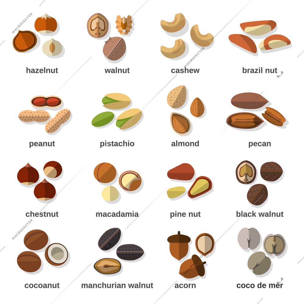 Nuts flat icons set with hazelnut walnut cashew peanut isolated vector illustration