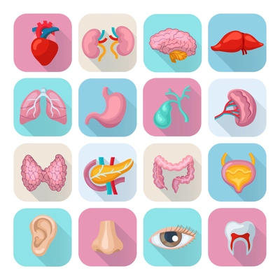 Healthy human body organs flat long shadow icons set isolated vector illustration