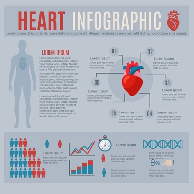 Human heart infographics with body silhouette and charts vector illustration