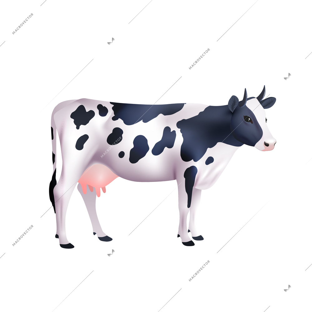 Domestic black and white spotted cow isolated on white background realistic vector illustration