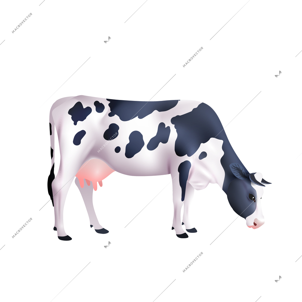 Black and white spotted cow lowered its head isolated on white background realistic vector illustration