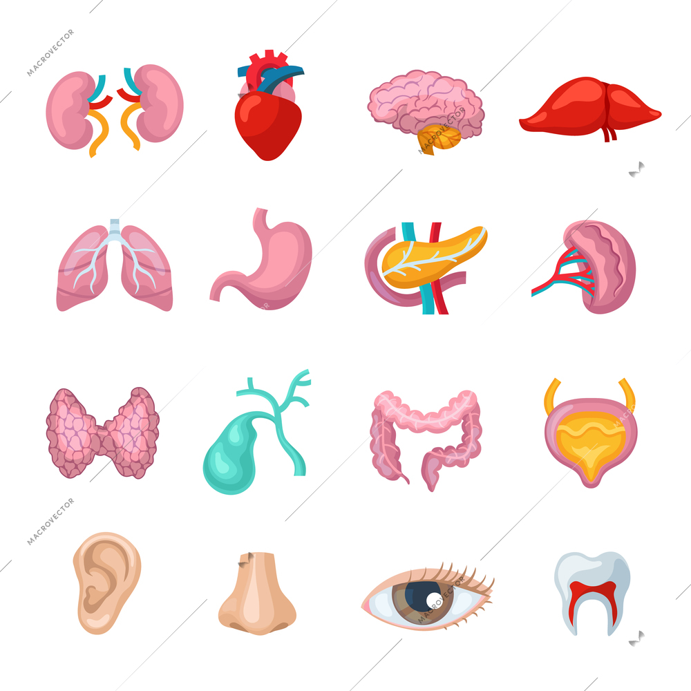 Human organs flat icons set with kidney liver brain stomach isolated vector illustration