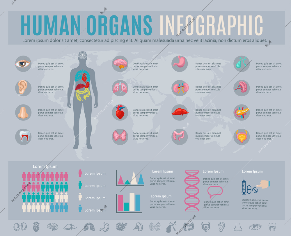 Human organs infographic set with internal body parts symbols and charts vector illustration