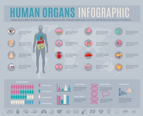 Human organs infographic set with internal body parts symbols and charts vector illustration