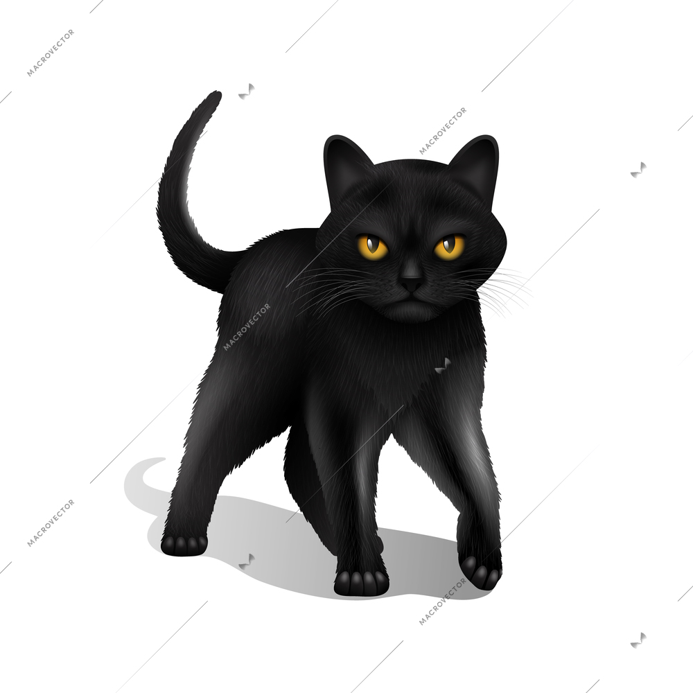 Young black realistic domestic cat isolated on white background vector illustration