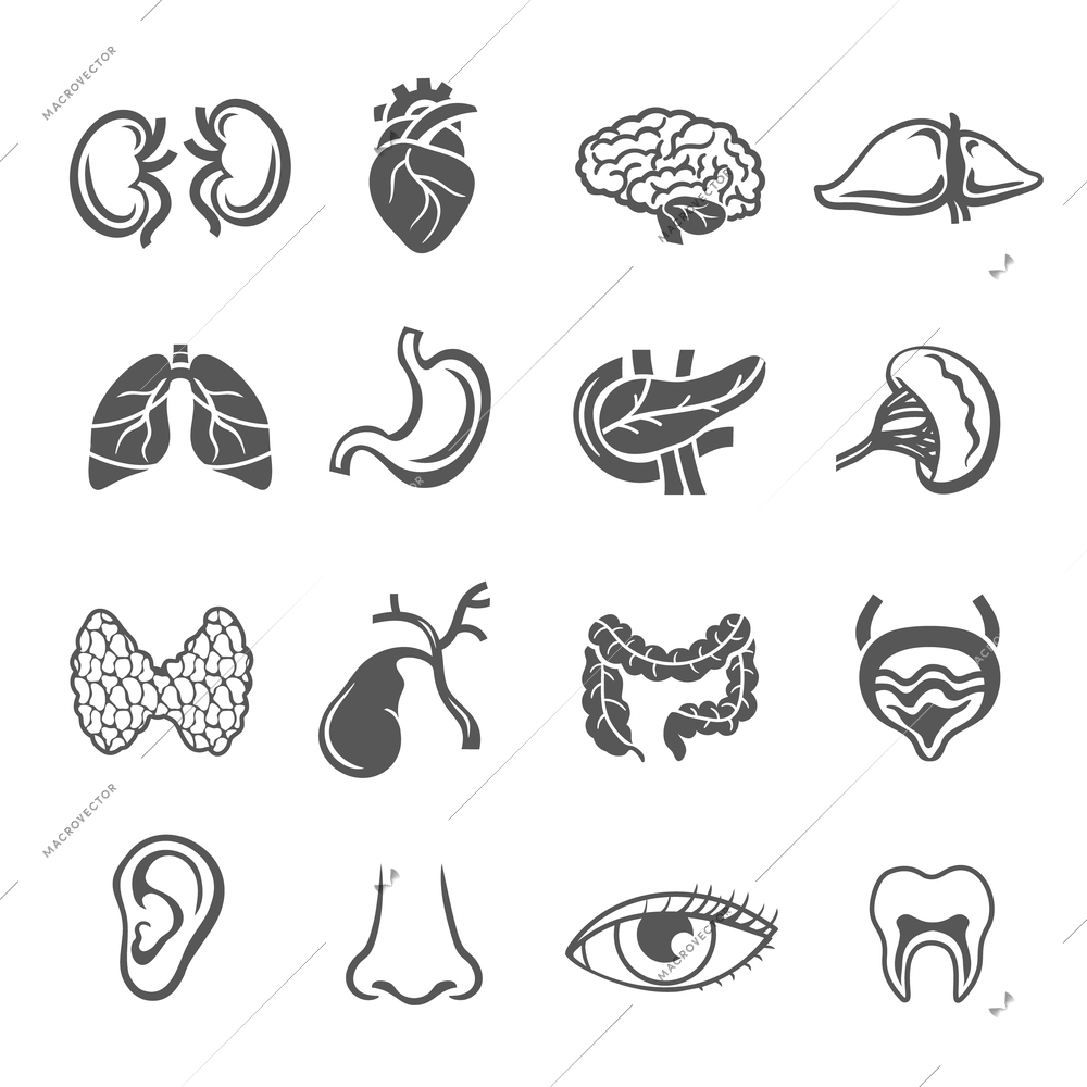 Human organs black icons set with eye ear and heart isolated vector illustration