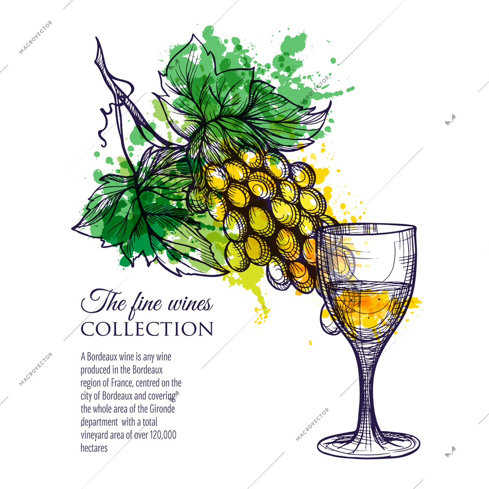 Glass of white wine with branch grapes hand drawn vector illustration