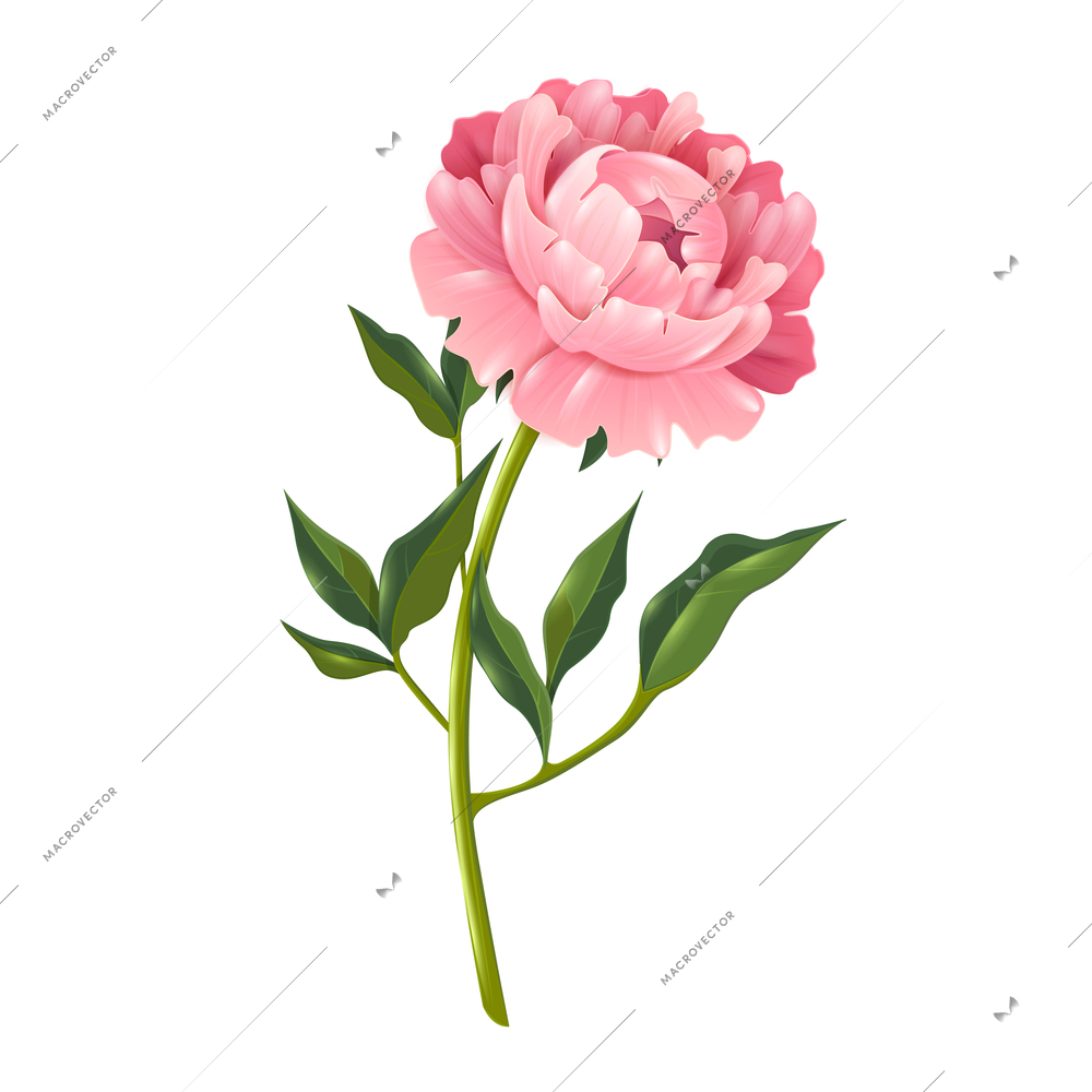 Single peony flower with leaves realistic isolated vector illustration for decoration