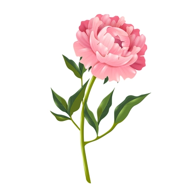 Single peony flower with leaves realistic isolated vector illustration for decoration