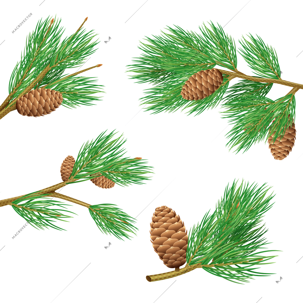 Green pine branches with cones realistic set for decoration isolated vector illustration