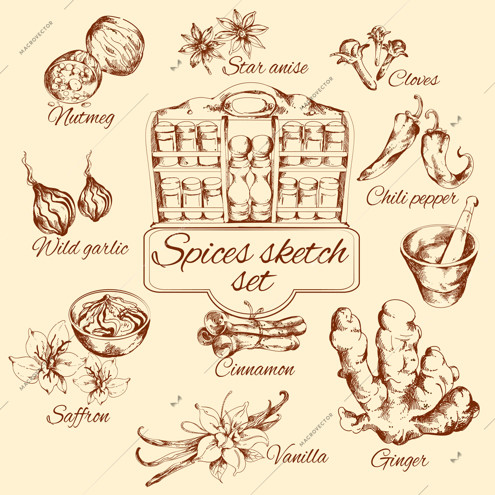 Spices sketch set with nutmeg vanilla cinnamon ginger isolated vector illustration