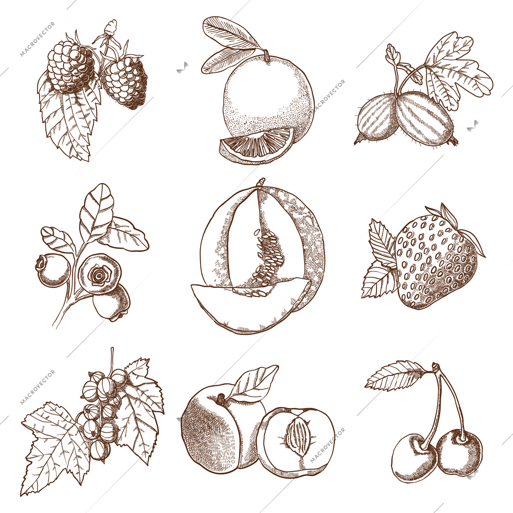 Decorative icons set of hand drawn berries and fruits in retro style isolated vector illustration