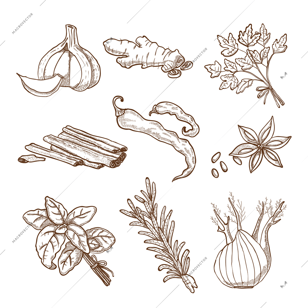 Hand drawn herbs leaves and roots spices set in retro style isolated vector illustration