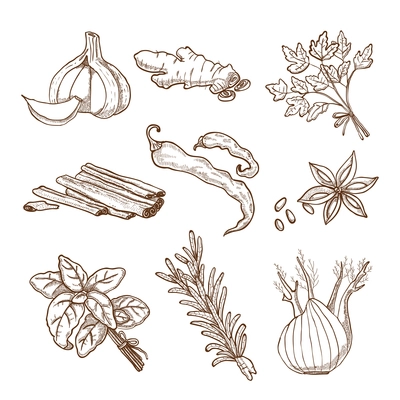 Hand drawn herbs leaves and roots spices set in retro style isolated vector illustration