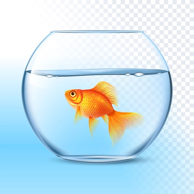 Single goldfish swimming in transparent round glass bowl aquarium realistic image print vector illustration