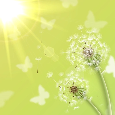 White dandelions with summer sun background vector illustration