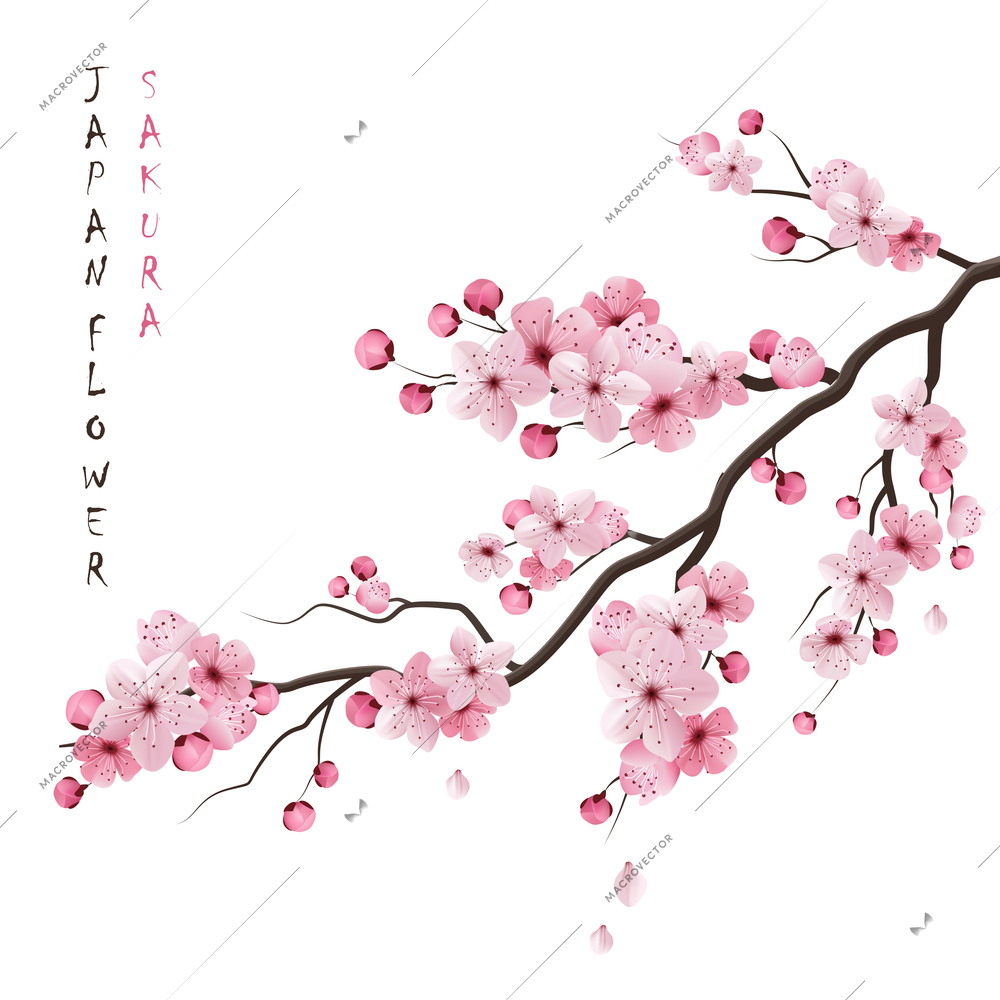 Realistic sakura japan cherry branch with blooming flowers vector illustration