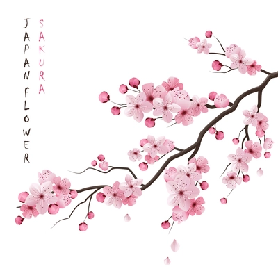 Realistic sakura japan cherry branch with blooming flowers vector illustration