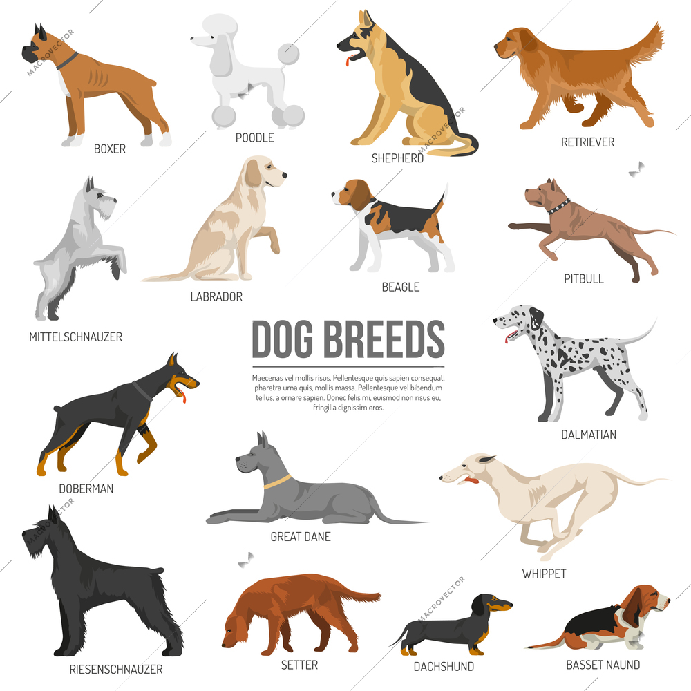 Dogs breed set with bull terrier boxer poodle isolated vector illustration