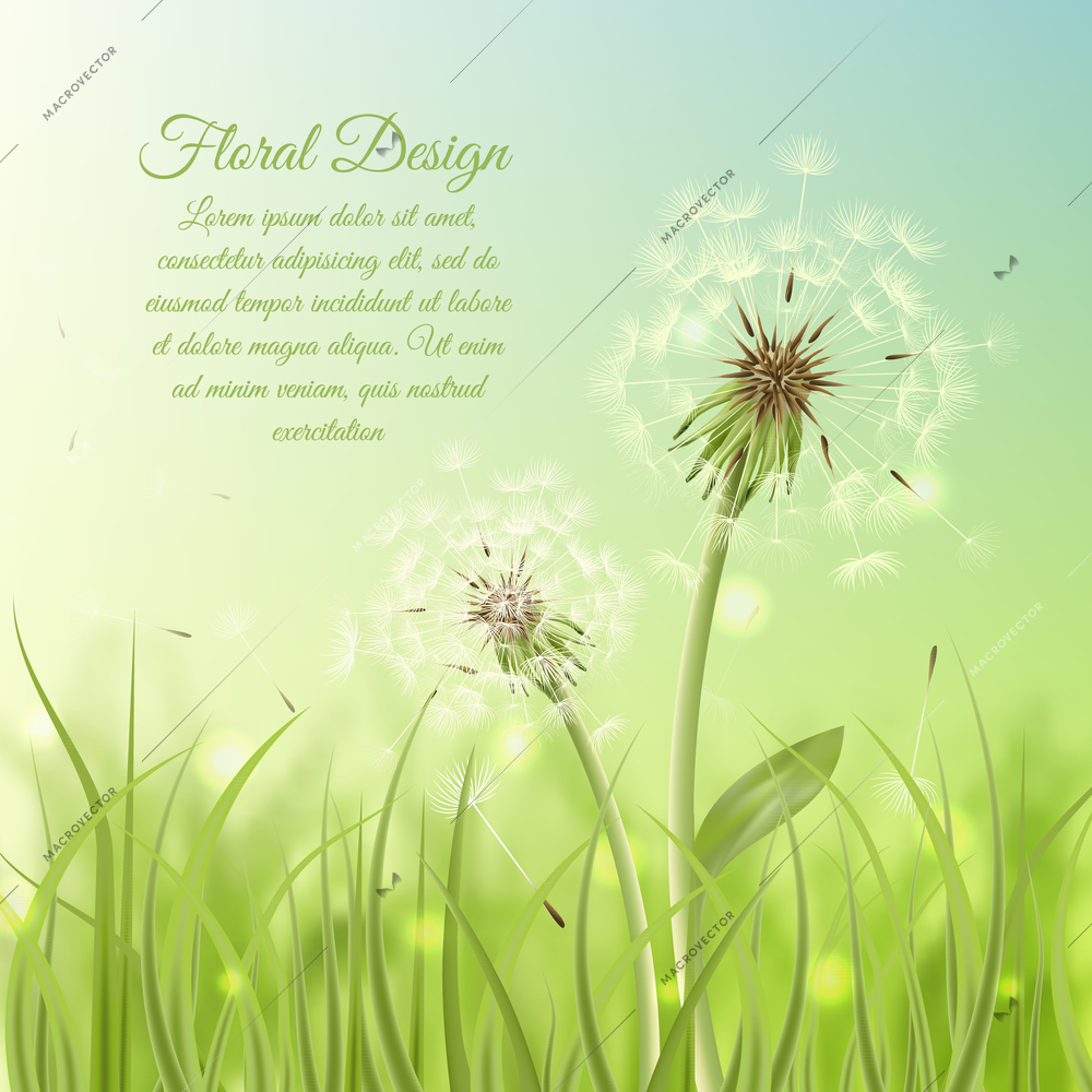 Floral design poster of dandelion with pollens on green grass background vector illustration