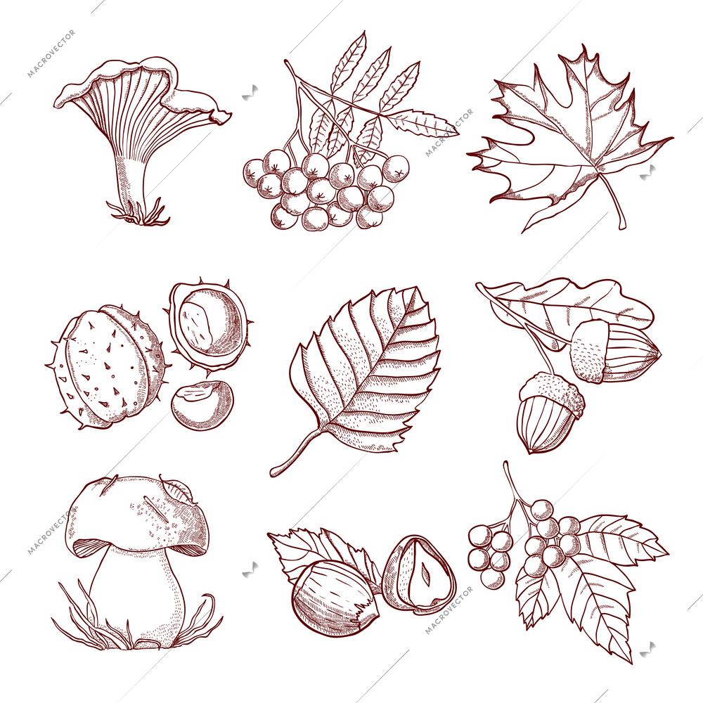 Autumn hand drawn set with  mushrooms  leaves and berries of forest trees isolated vector illustration