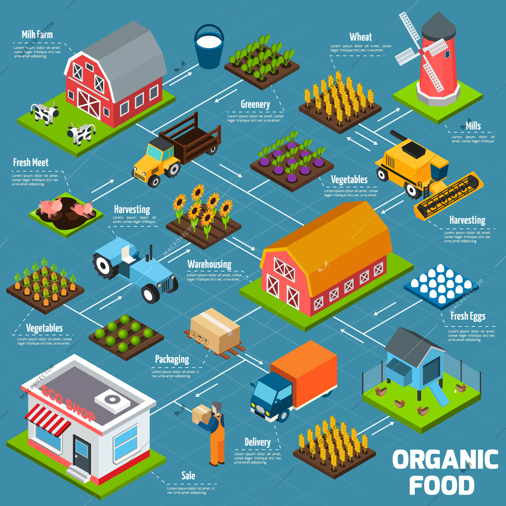 Organic food production process flowchart with products growing and delivery isometric icons vector illustration