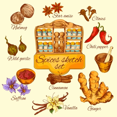 Spices sketch colored set with chili pepper saffron garlic anise isolated vector illustration